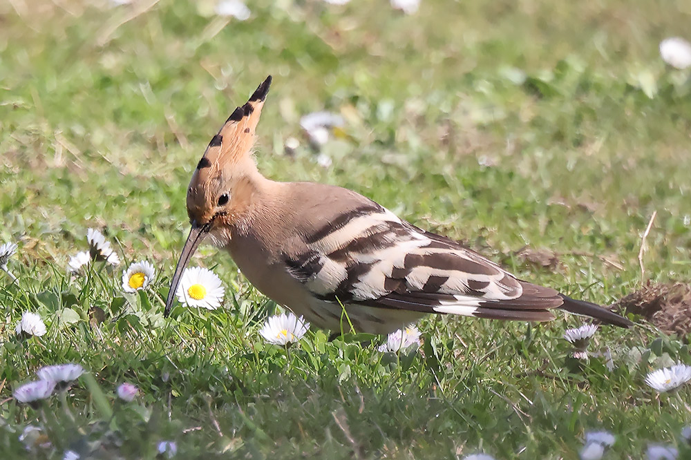 Hoopoe
